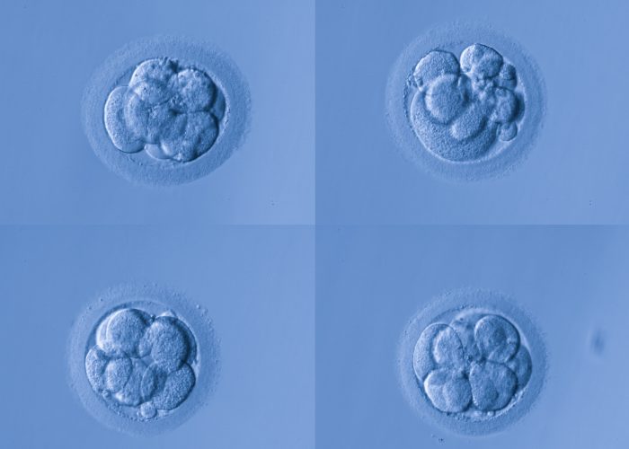 human egg human egg,artificial insemination